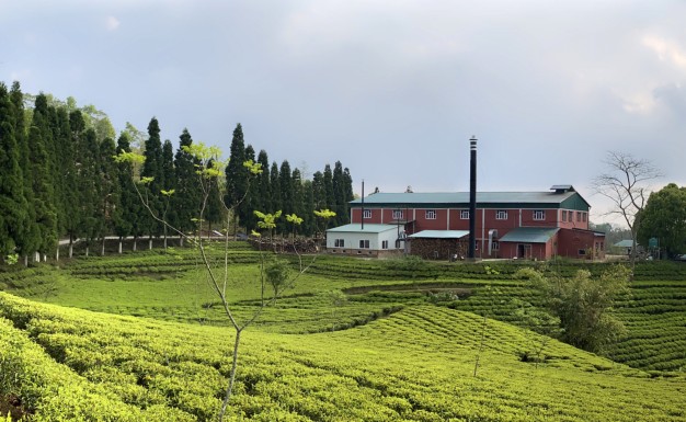 Mist Valley Tea factory