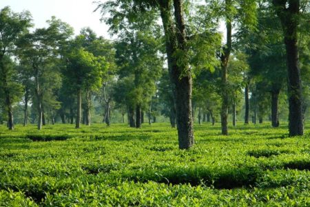 Assam tea garden