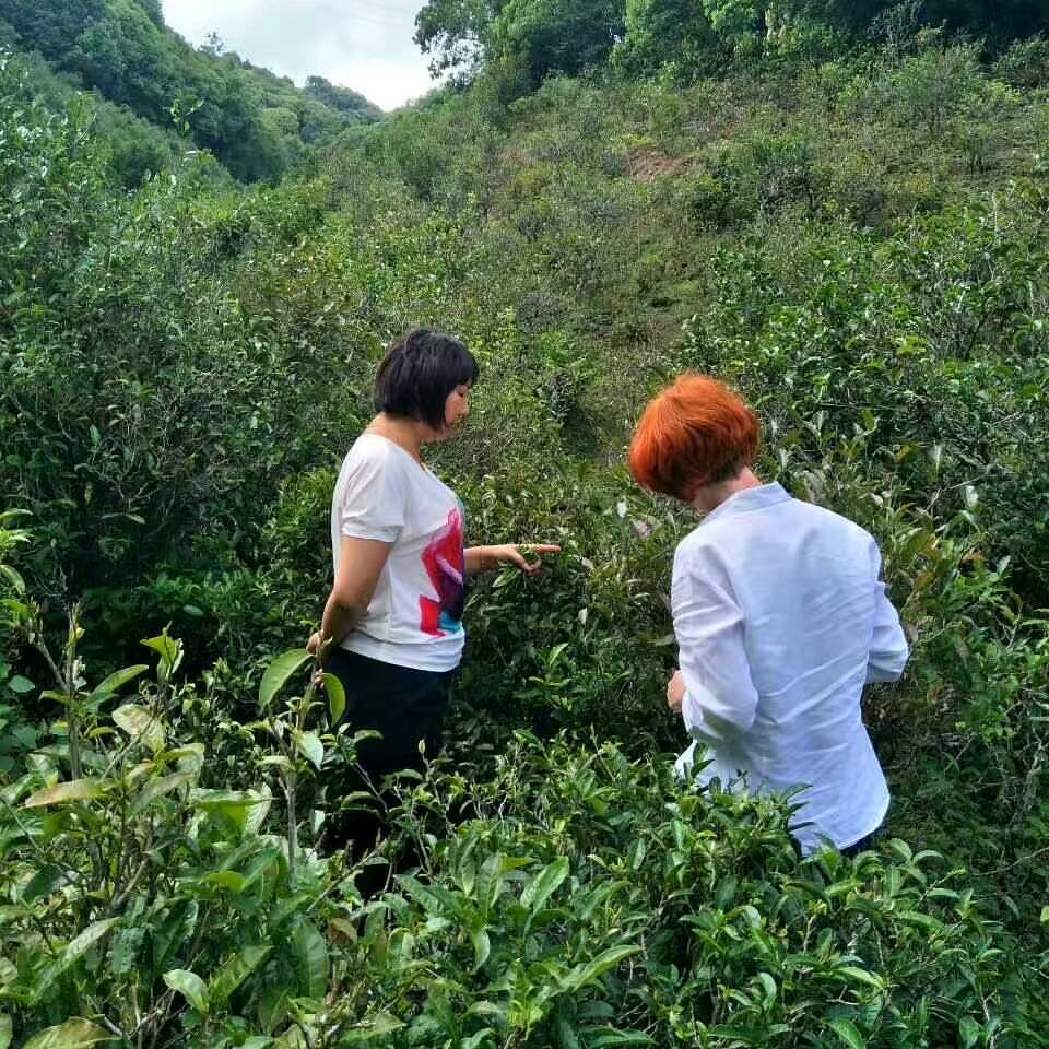 Chen Yanping, left, shows Katrin how to identify tea phenotype in Yunnan Province.