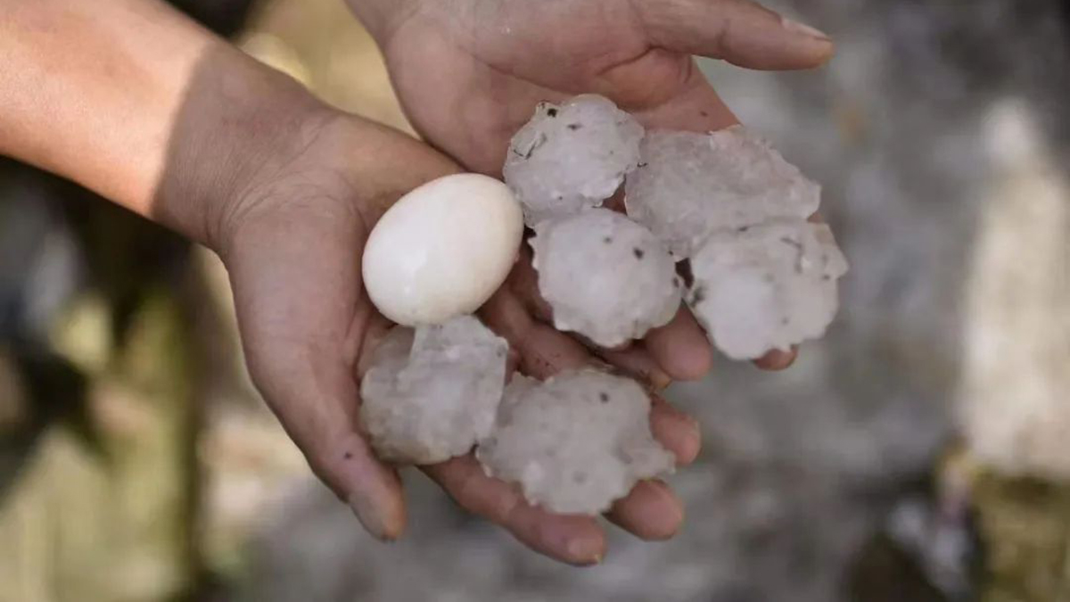 Clumps of hail as big as eggs, by Hulinqing Tea Company ?????