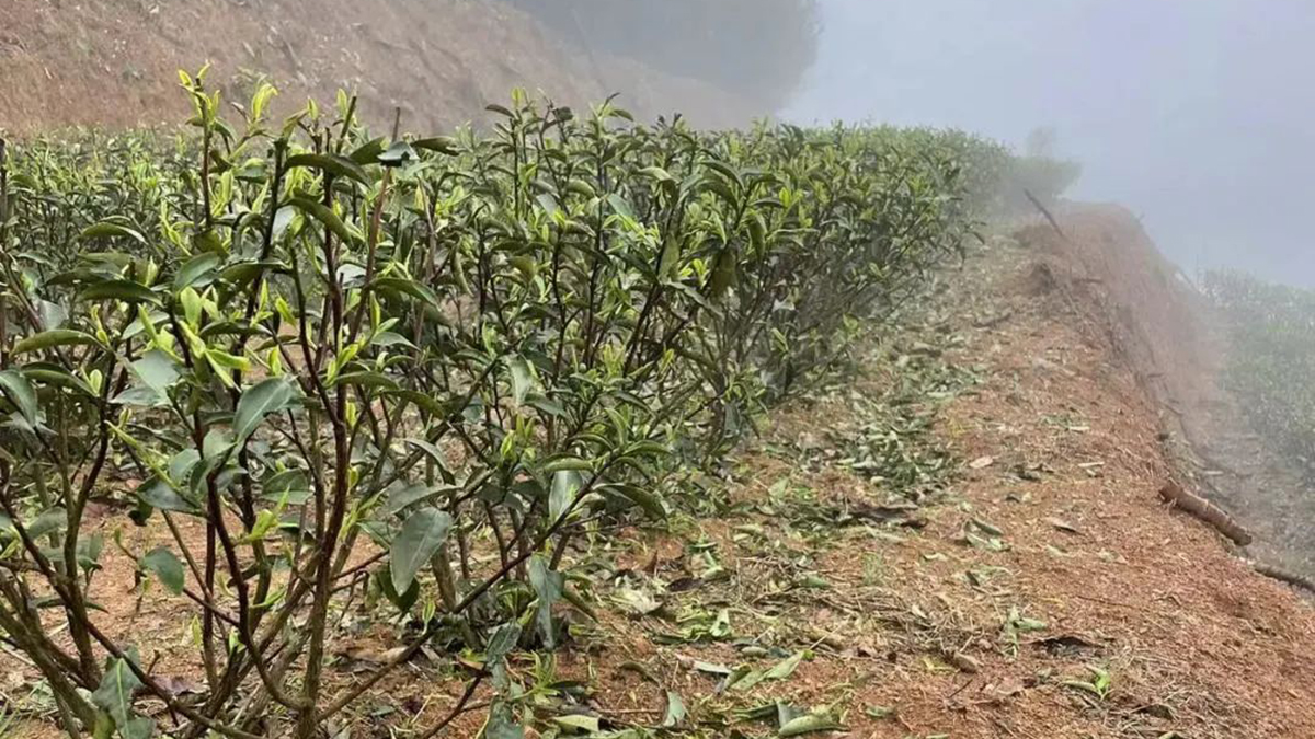 The buds and leaves of the tea trees fell to the ground after the hailstorm, by Hulinqing Tea Company ?????