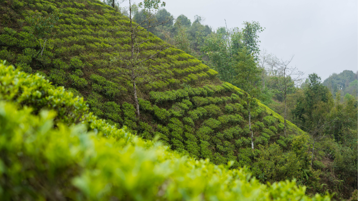 Artisanal Tea Maker Utilizes Rare Roseate Cultivar - Tea Journey