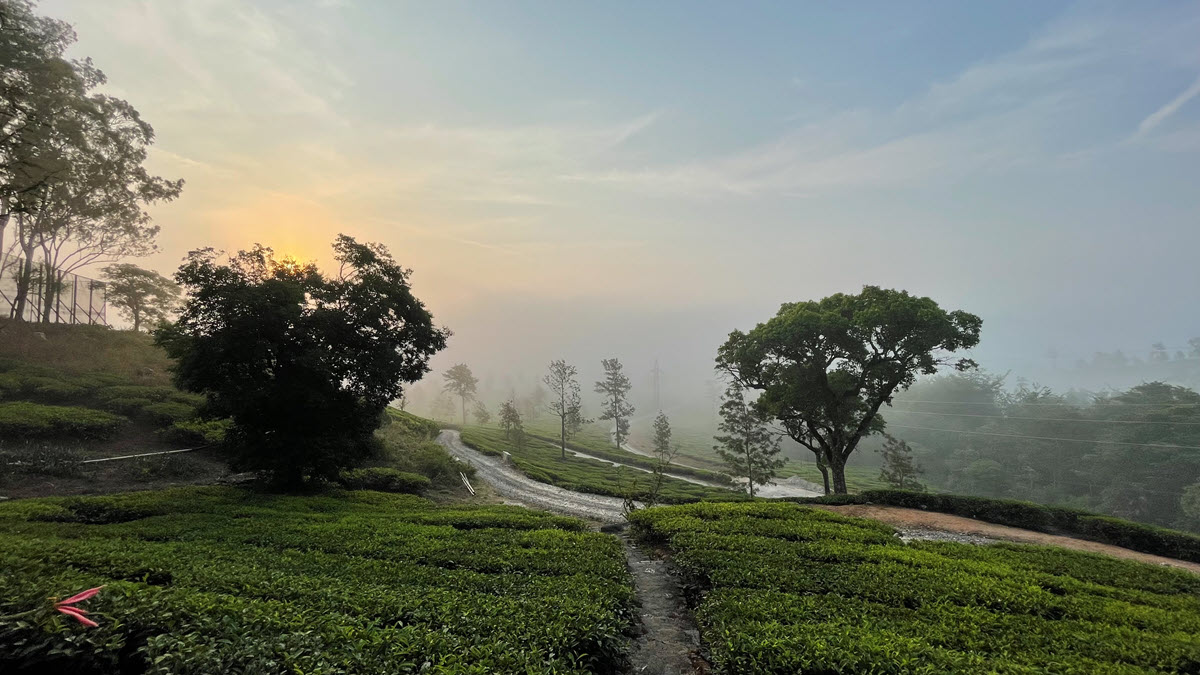 Kadamane Tea Estate. Photo by Preetam Koilpillai