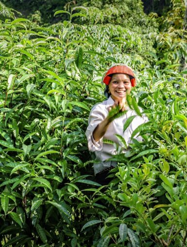 A woman plucking leaves in Northern Vietnam.
