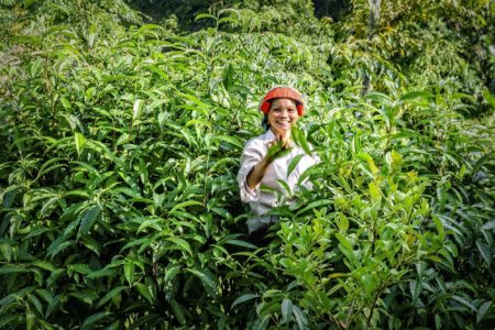 A woman plucking leaves in Northern Vietnam.