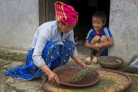 Woman sorting tea in northern Vietnam.