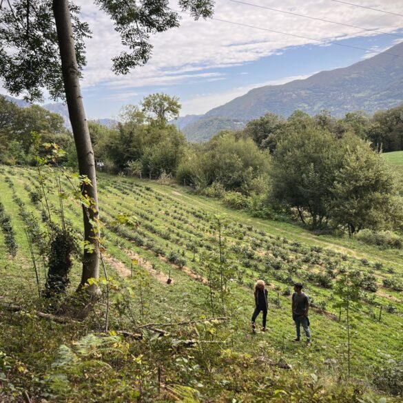 A tea enclave has emerged amid the Pyrénees Mountains