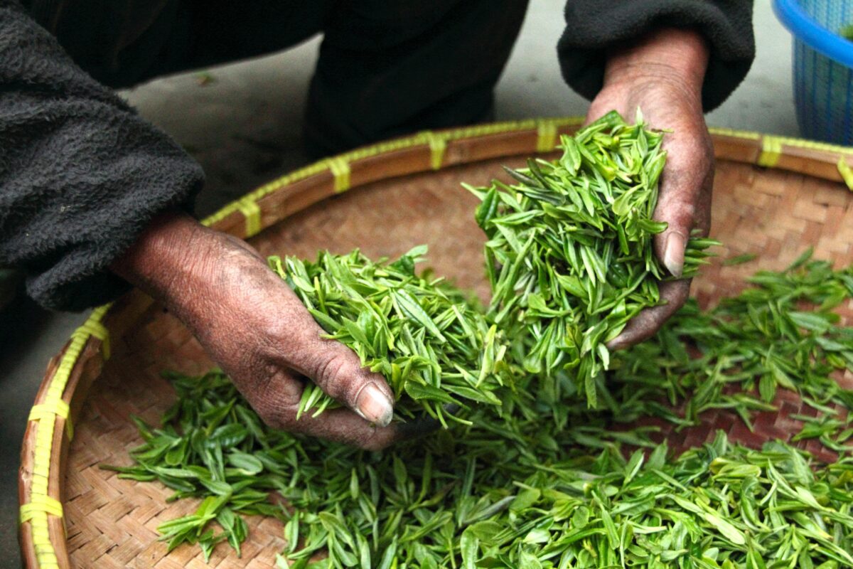 Tea farmer sorting leaves for production