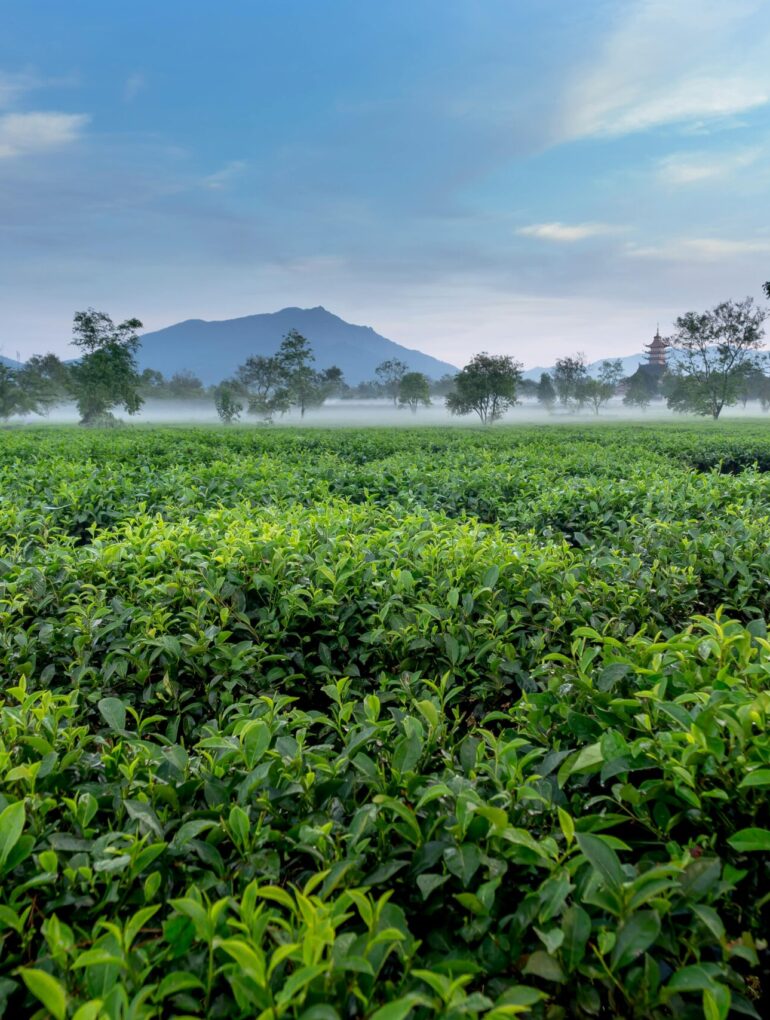 Tea garden