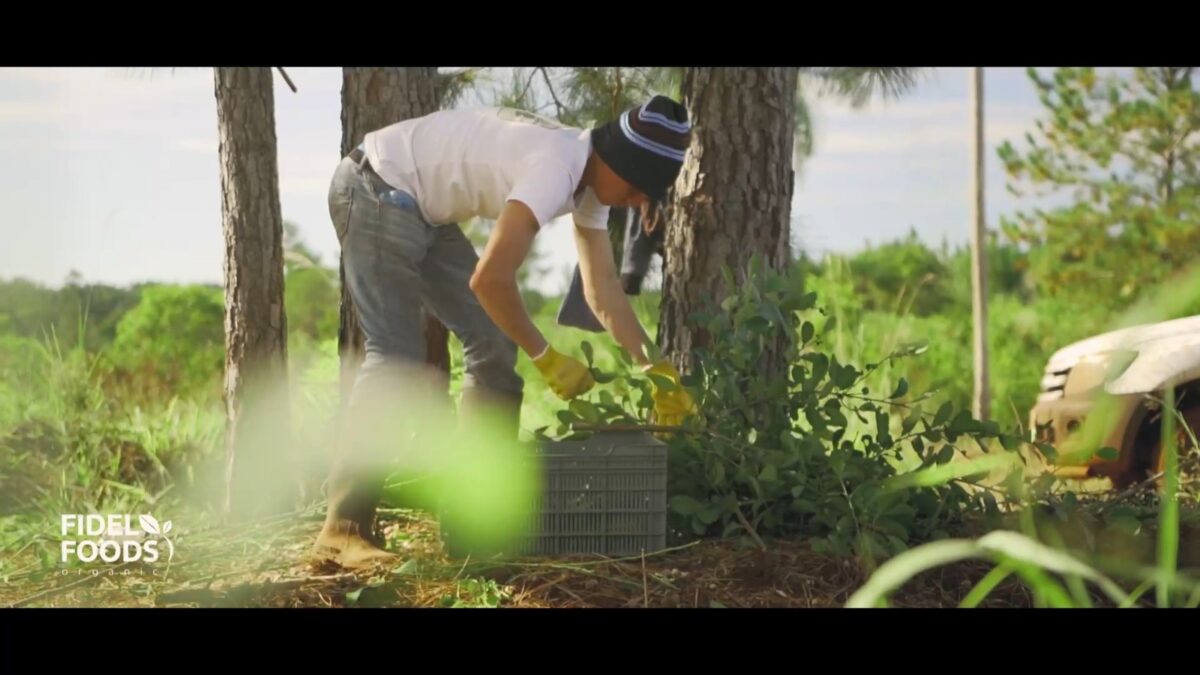 Organic farming at Misiones, Argentina