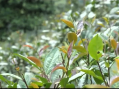 TJPOST240630 IMAGES Lumbini White Tea Cultivar2 Noborder