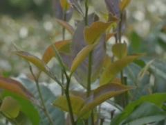 TJPOST240630 IMAGES Lumbini White Tea Cultivar4 Noborder