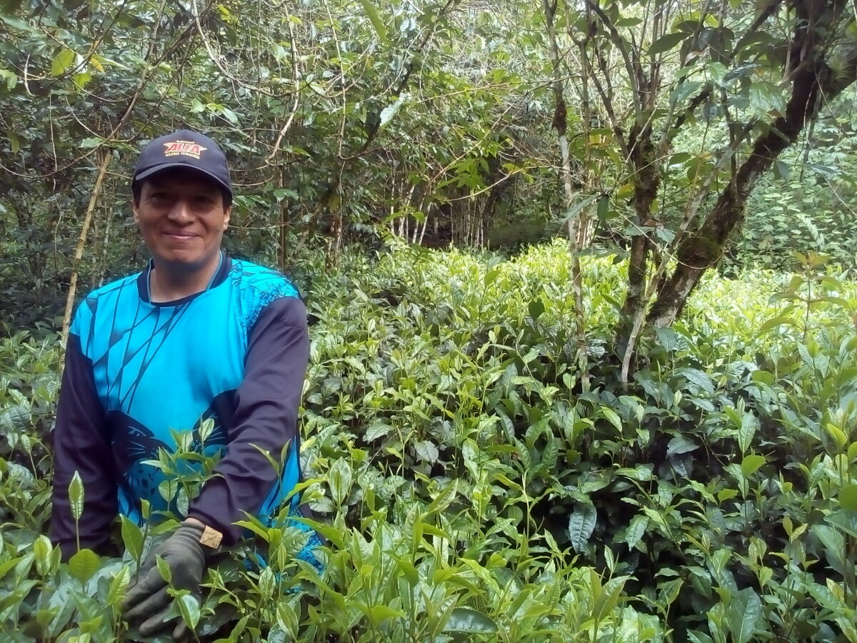 Runaq Peruvian Tea Estate