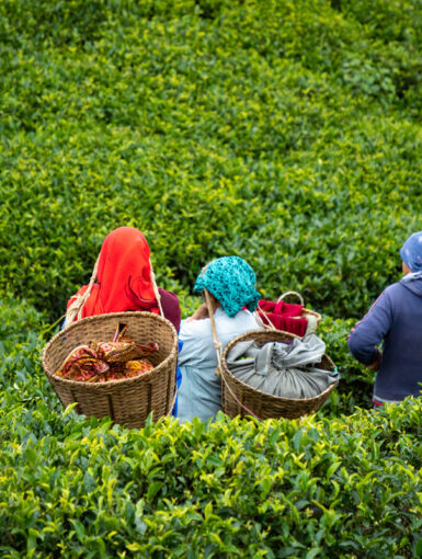 Darjeeling harvest begins Feb. 27
