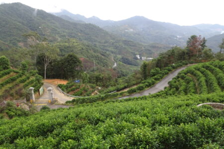 View of the Phoenix Mountains from Jiaming estate