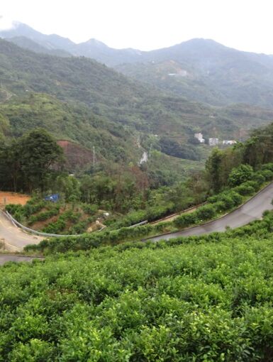 View of the Phoenix Mountains from Jiaming estate