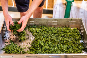 Les Plantations D’Acapella