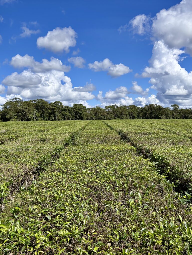 Tea in Ecuador