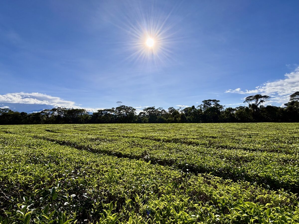 Tea in Ecuador