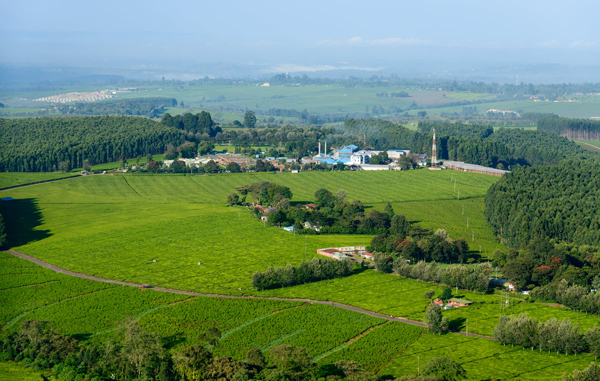 Kericho Tea Plantation