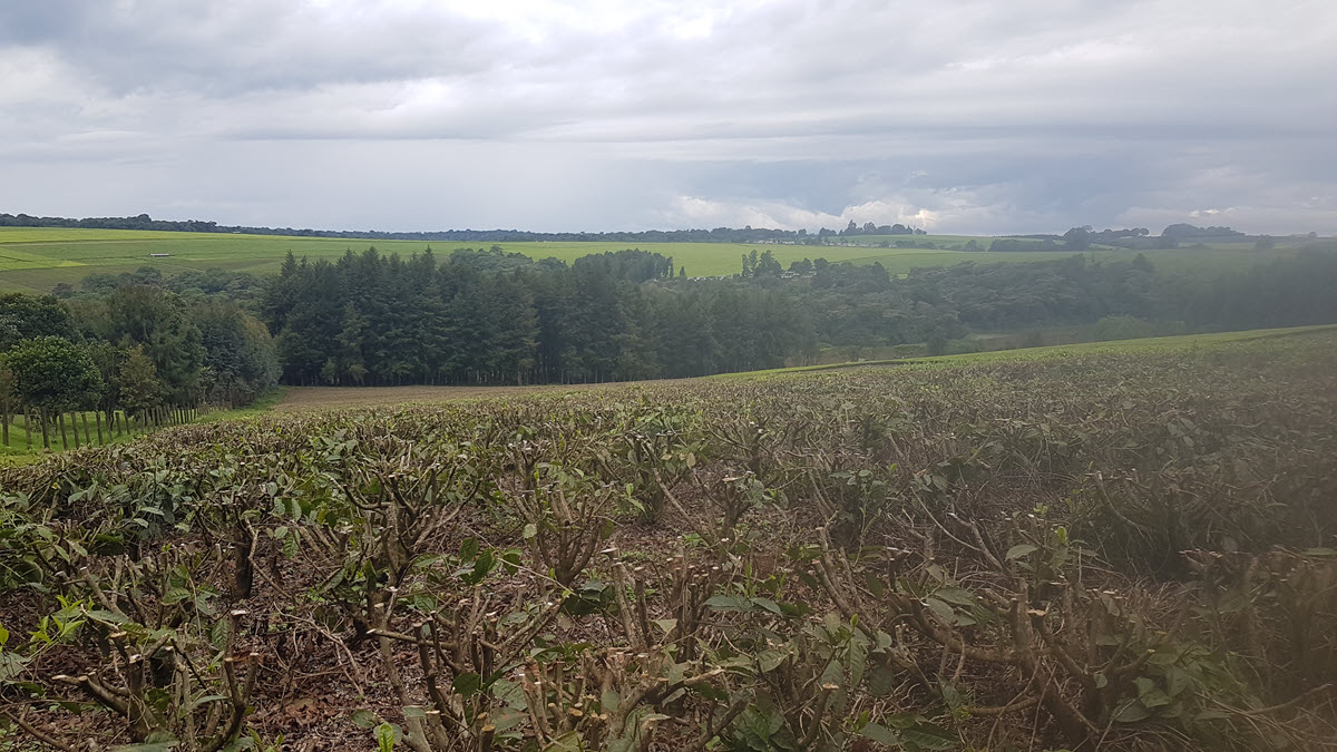 Pruned tea bushes at Browns Plantation, Kenya © Aarti Shah