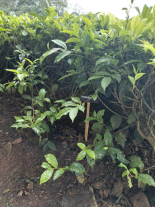 Tea bushes treated with biochar a few weeks earlier at Browns Plantations, Kenya, © Aarti Shah