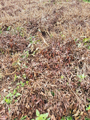 Prunings on a smallholder tea farm in Ndakaini, Kenya © Aarti Shah