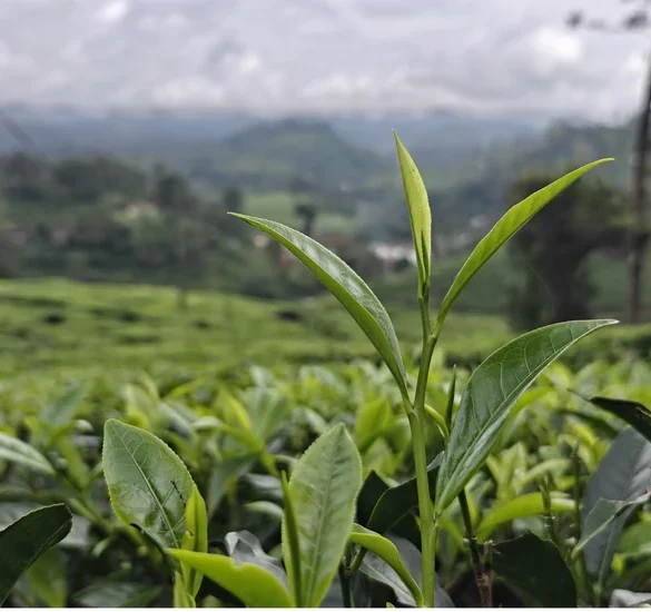 Tea bud gene and tea breeding