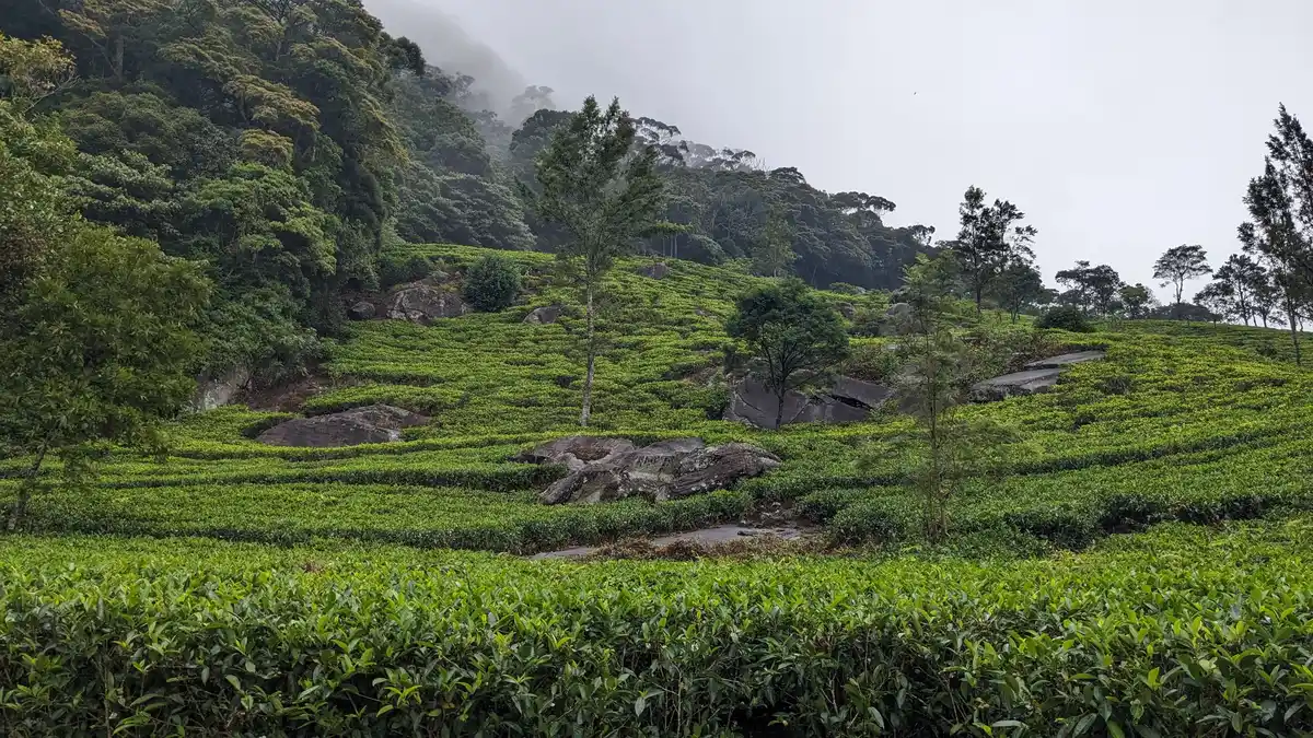 Pekoe Tea Trails, Sri Lanka