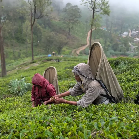 Sri Lanka's Tea Trails