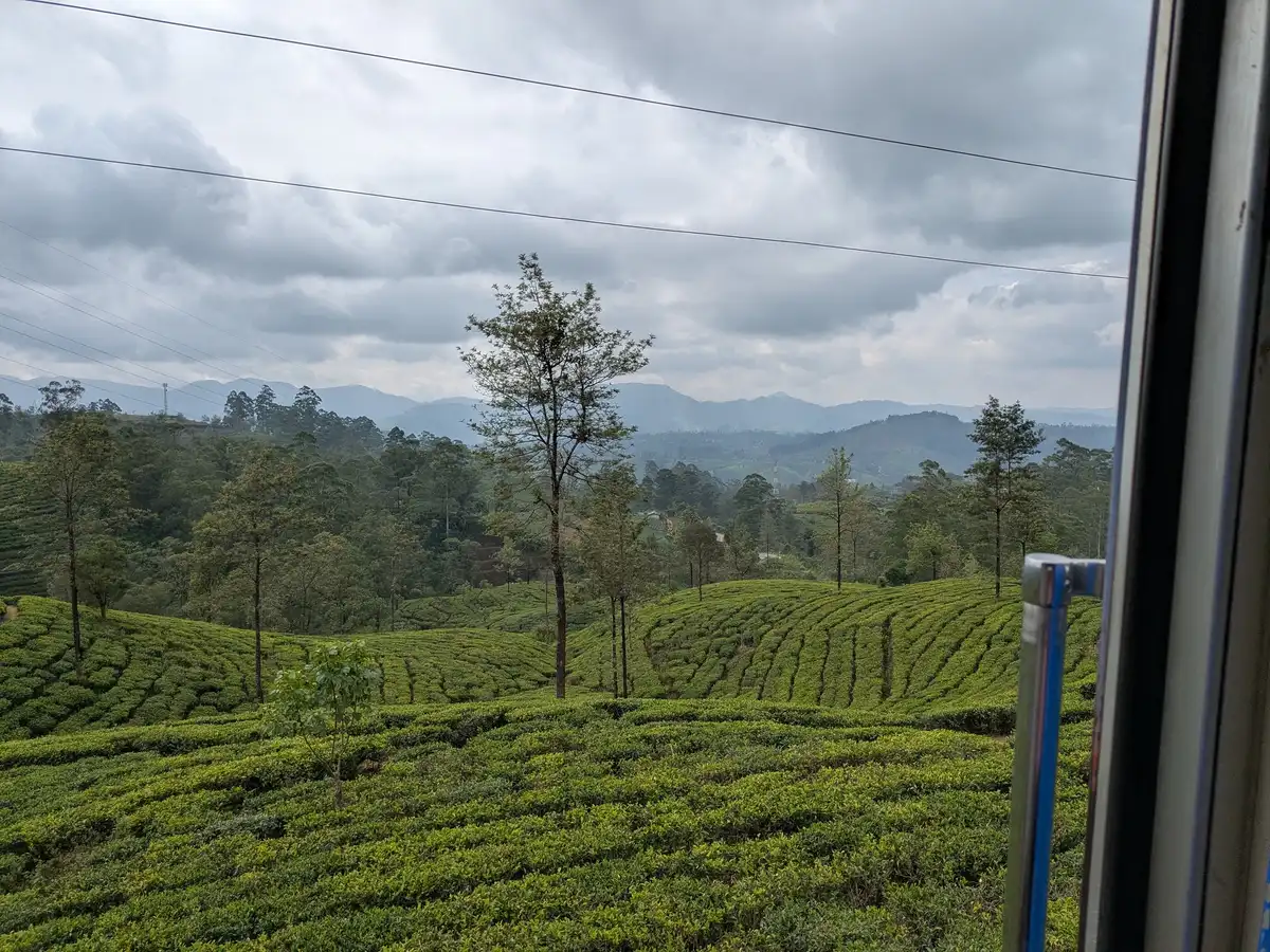 Pekoe Tea Trails