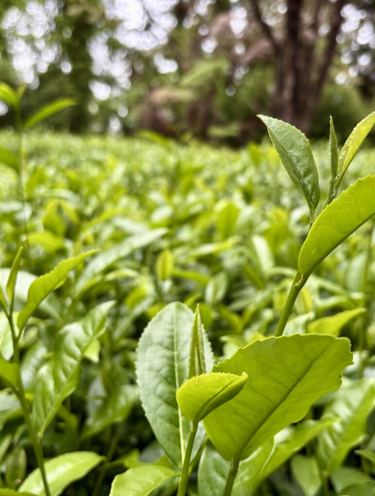 Tea in Hawaii
