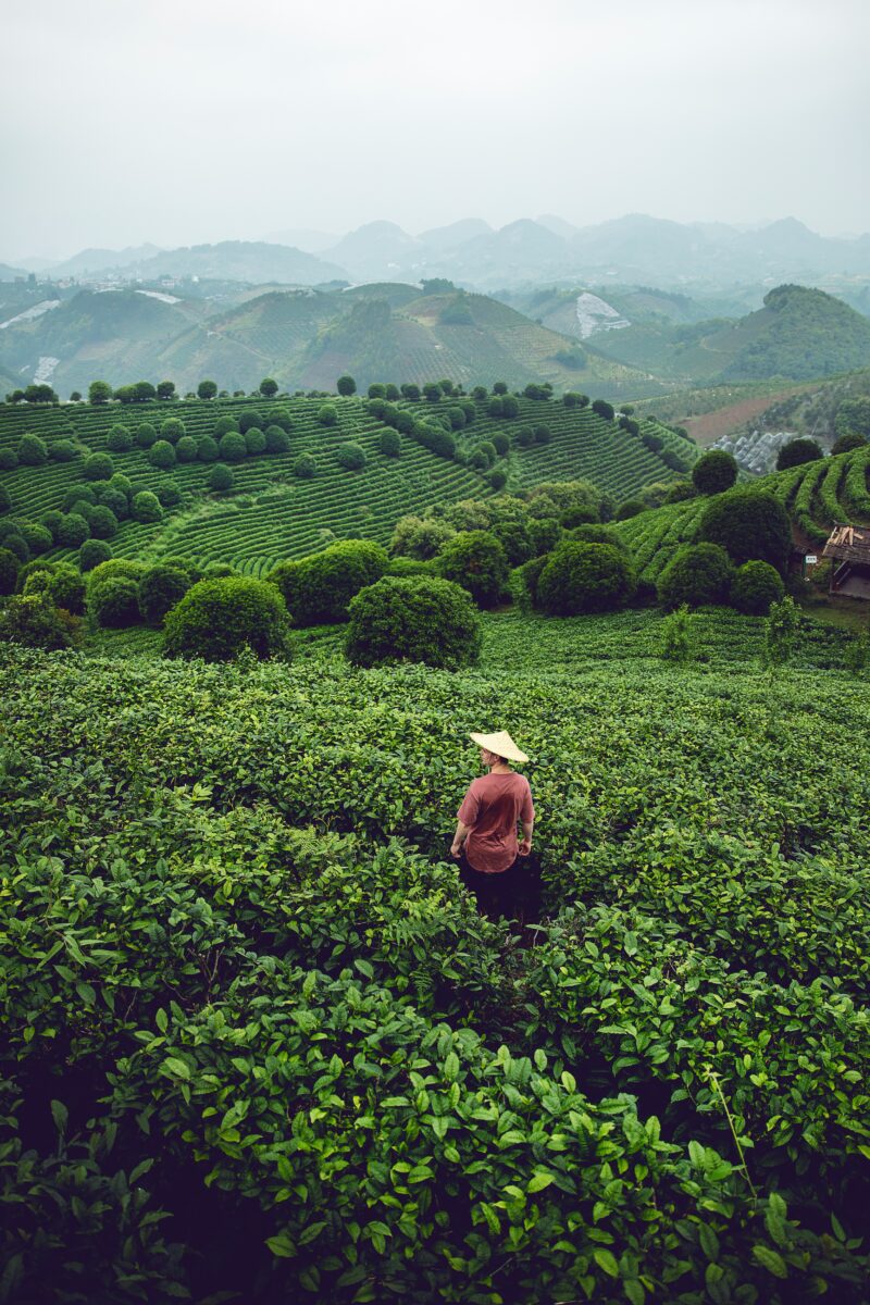 Matcha Production