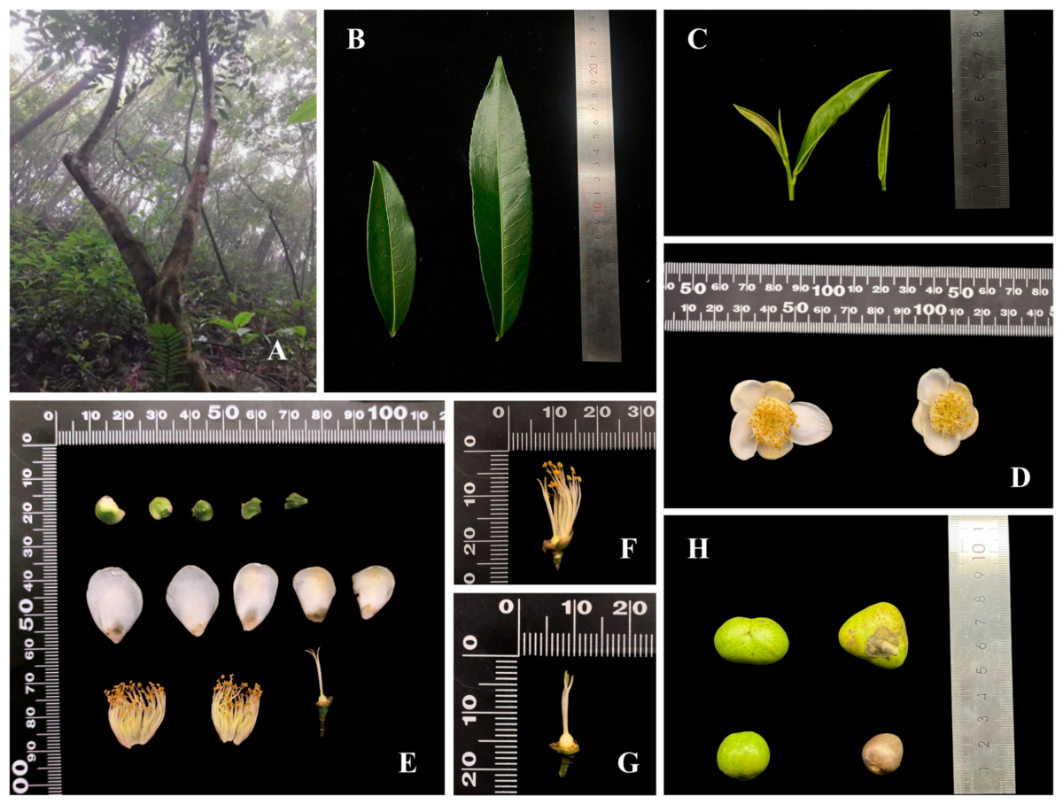 Zhuyecha: A novel new wild tea plant