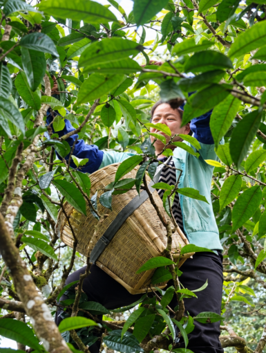 Woman with tea basket harvesting leaves in tea forest