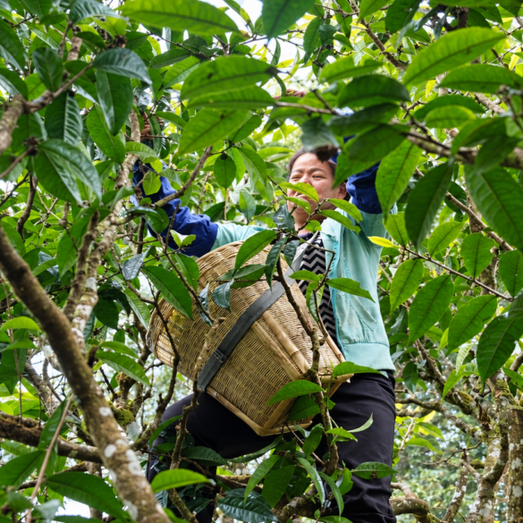 Woman with tea basket harvesting leaves in tea forest
