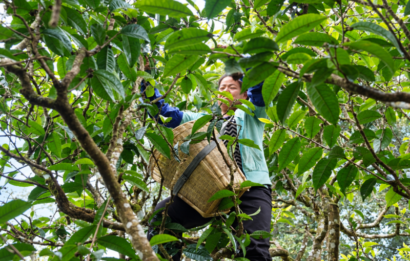 Woman with tea basket harvesting leaves in tea forest